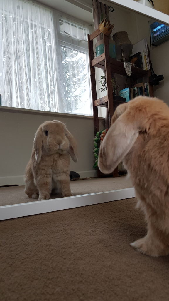 bunny looking at himself in a mirror