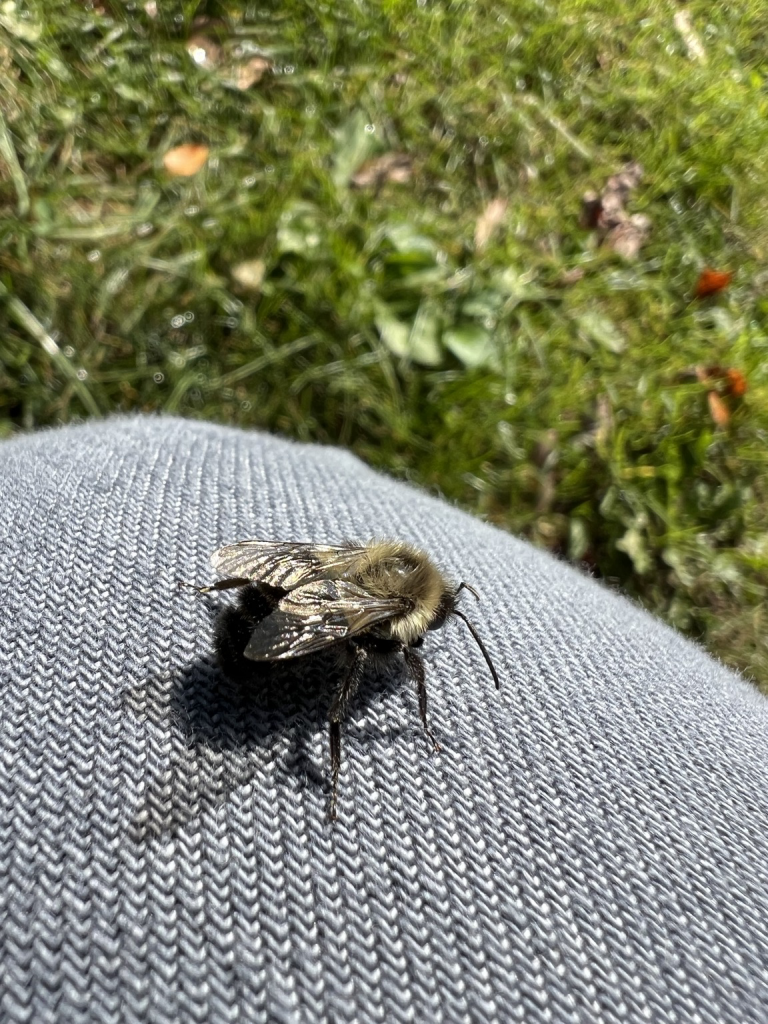 A friendly bumble rested on my knee until she realized I was not made of nectar and left. 