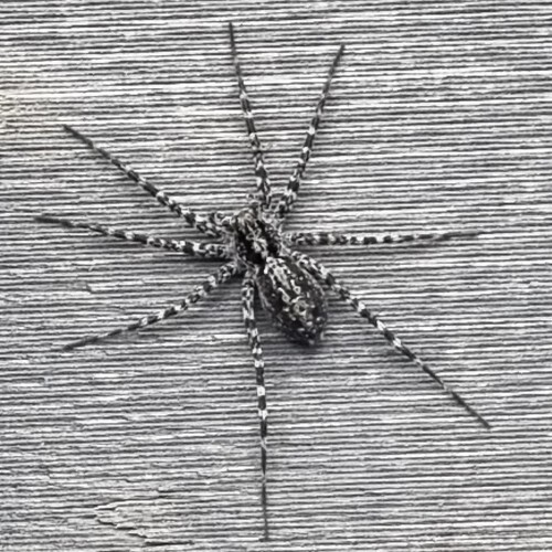 A pretty spider on a piece of wood.