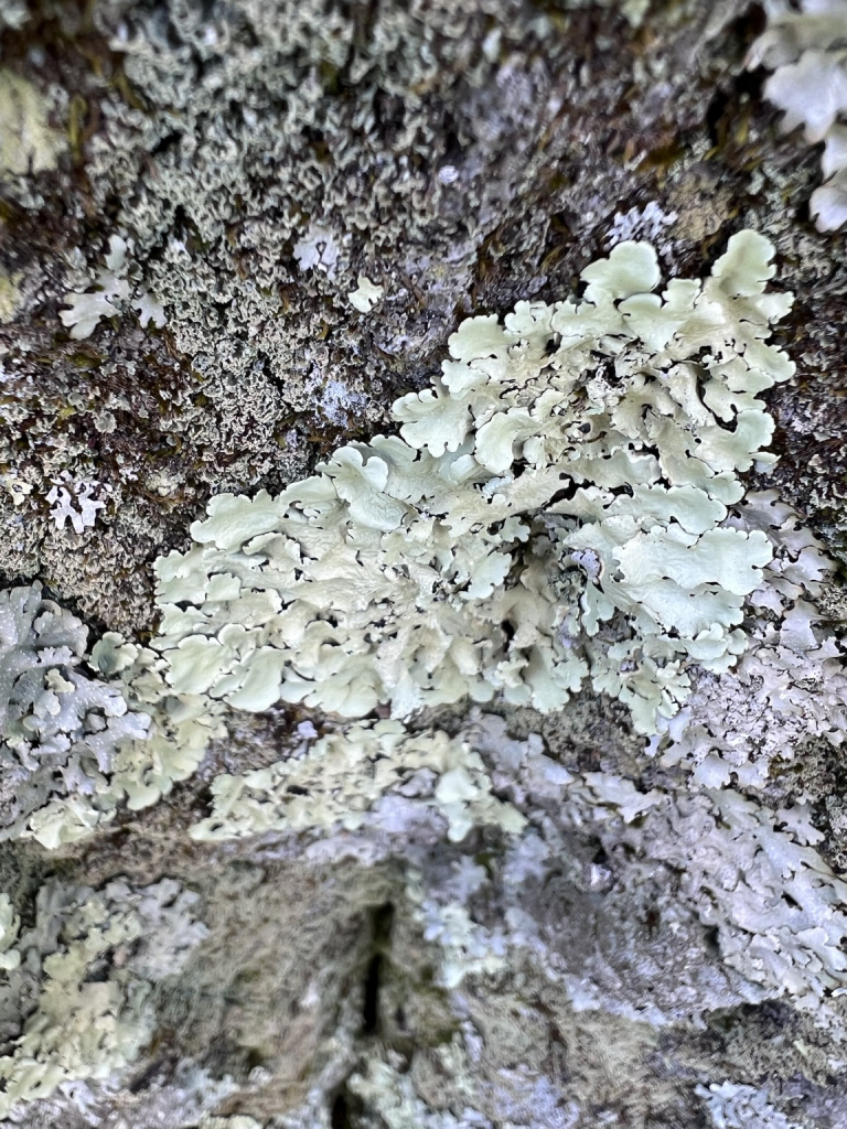 Blue and green flakes of lichens 