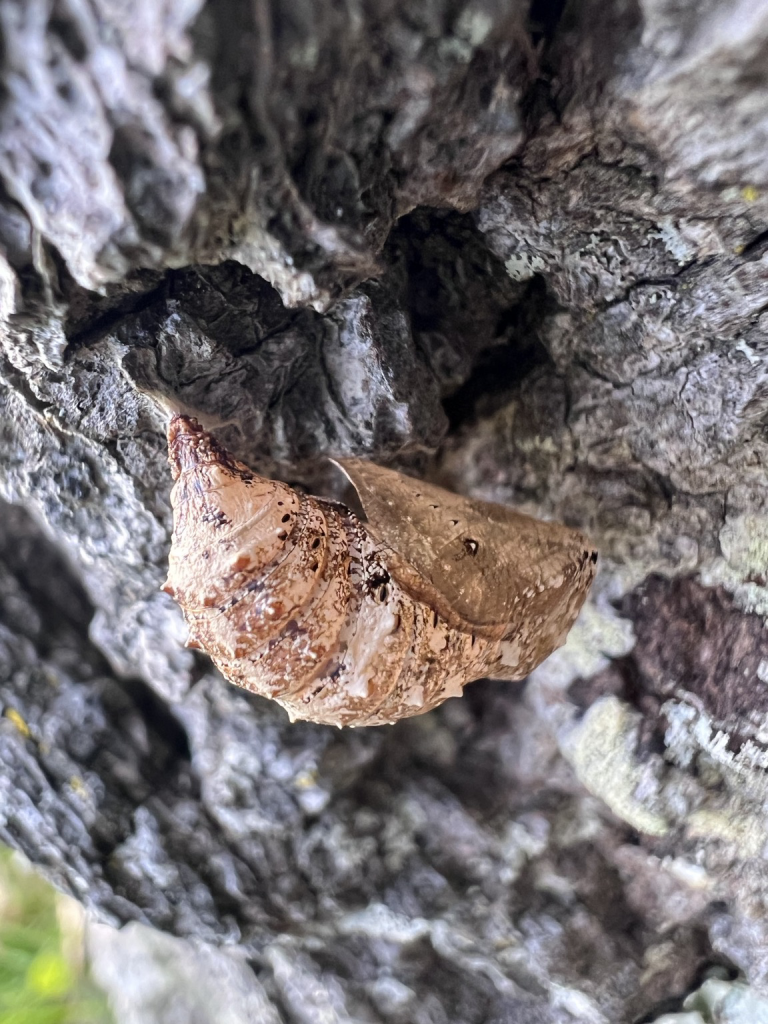 The pupae of a moth 