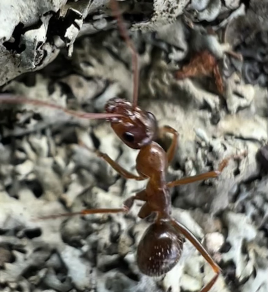 Closer look at the ant so we can find the species later. 