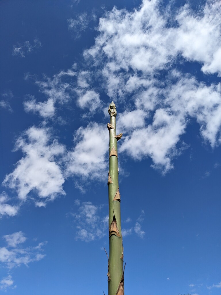 a towering agave plant against a beautiful blue sky background 