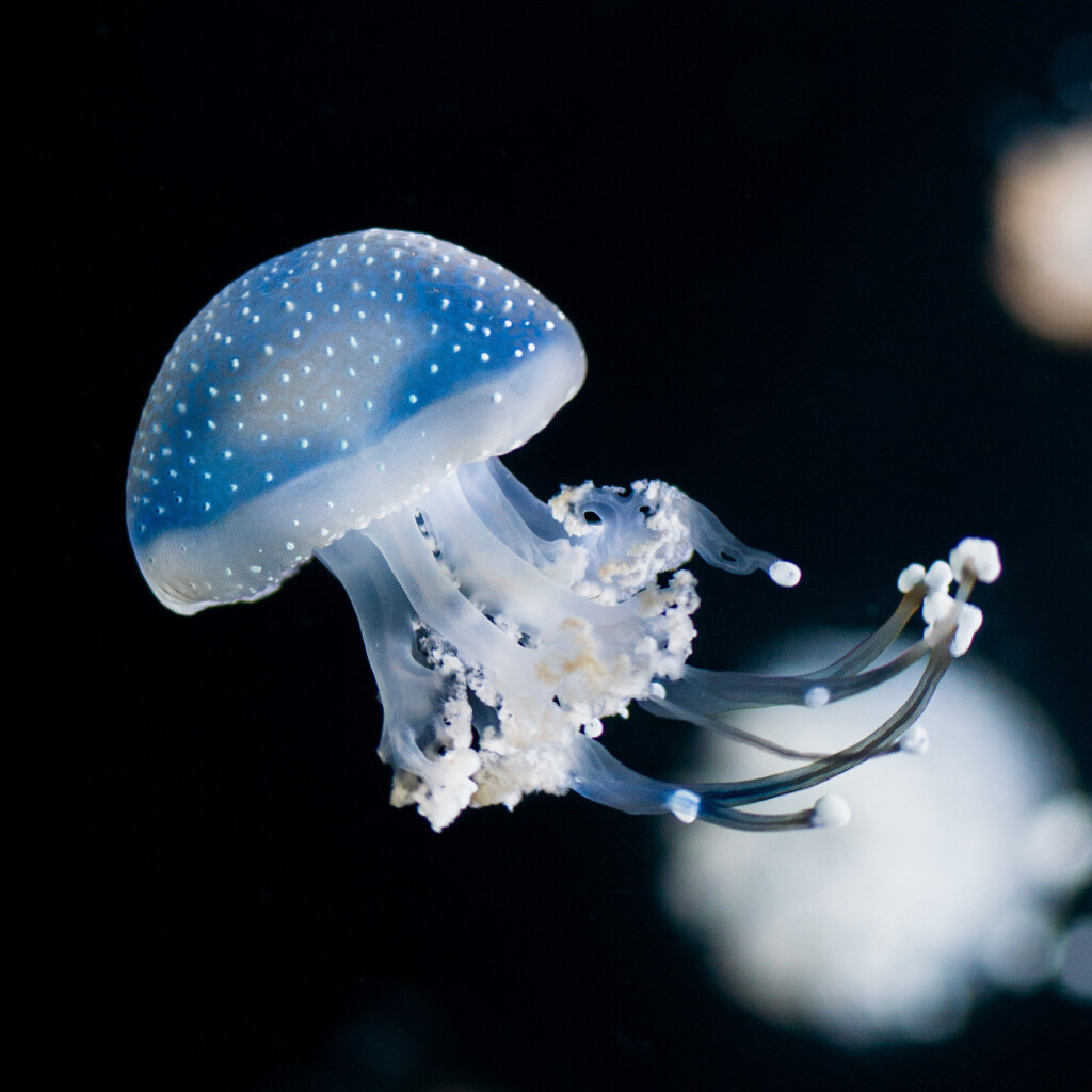 color photo of a small blue jellyfish lit from behind with the translucent body being brightly lit up, background is almost full black