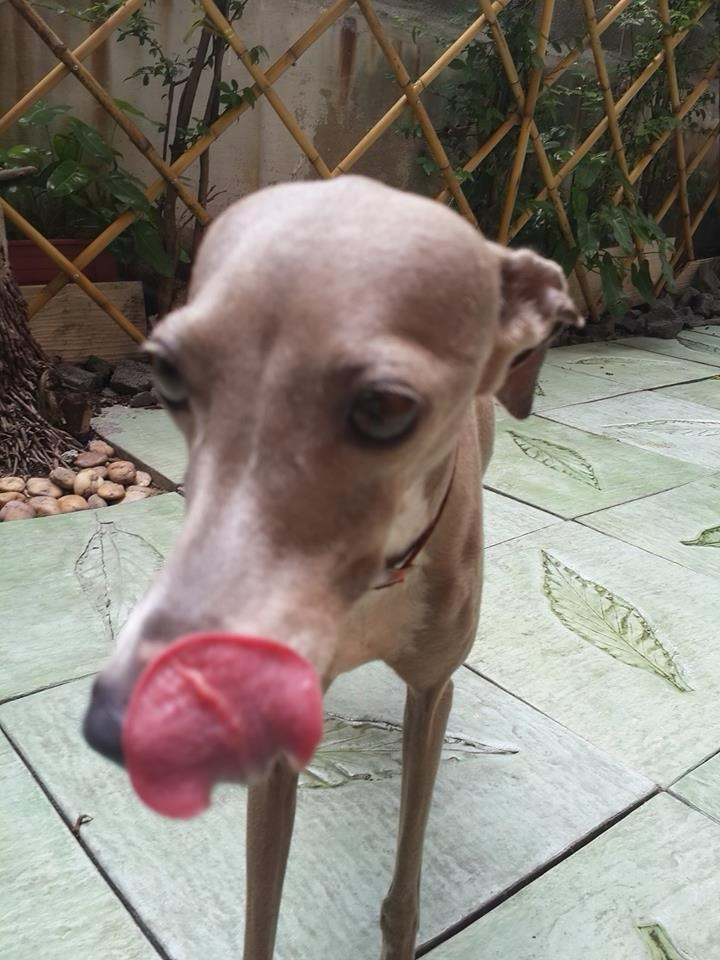 An Italian greyhound pictured in the midst of licking her own nose. She has an absurdly long tongue