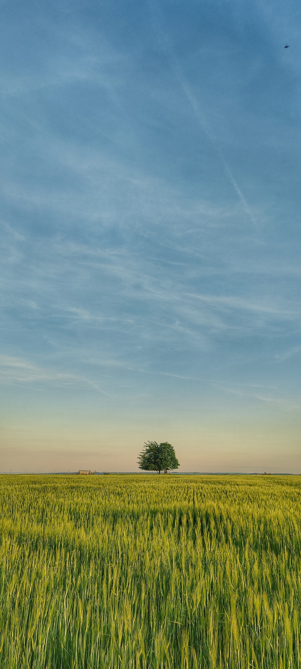 A picture of a tree in front of blue sky. The sun is setting. In the foreground there's a field of grain. 