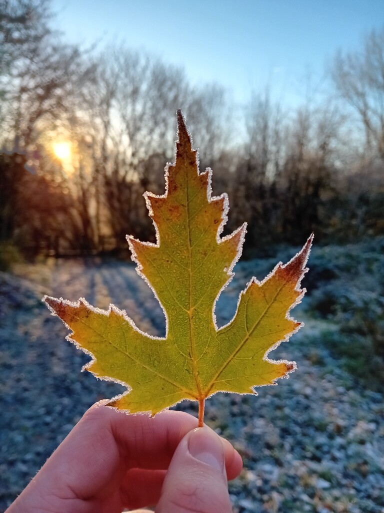 A hand pink with cold holding a leaf backlit by the morning sun poking through the trees. The leaf branches off in three directions, each part having a spiky edge. The base is still green, and the further up you go it changes to yellow, orange and then brown tips. It's bordered by thick white frost.