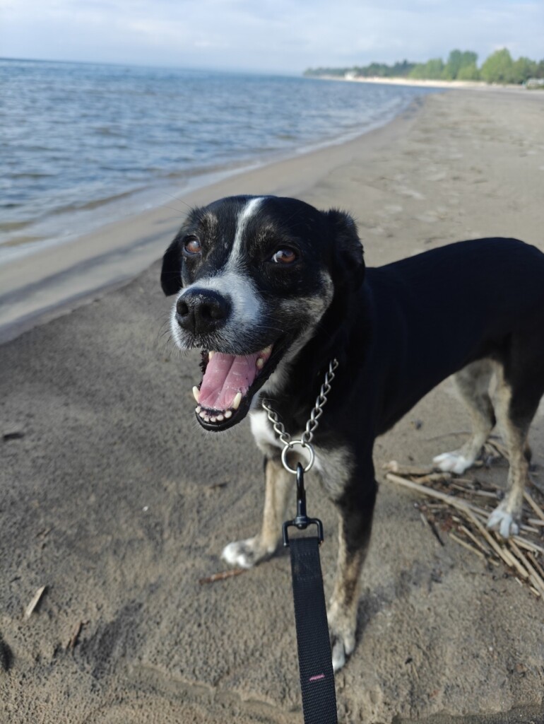 Arguably the cutest dog on earth standing in a beach smiling