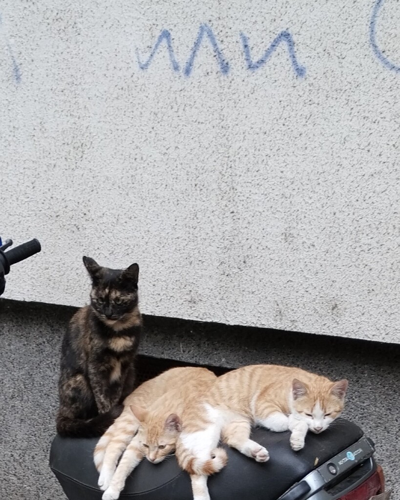 3 cats lounging on a scooter seat.