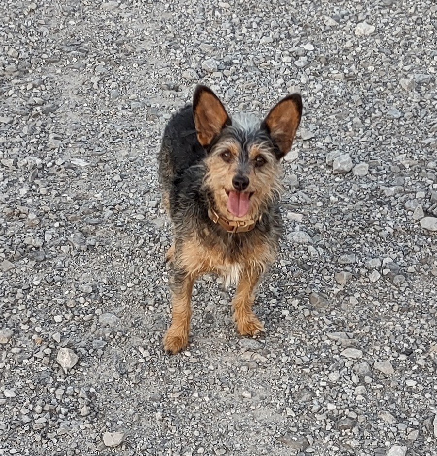 A tiny black and tan terrier with a white mohawk. He's standing on a gravel road, looking at the camera, and smiling.