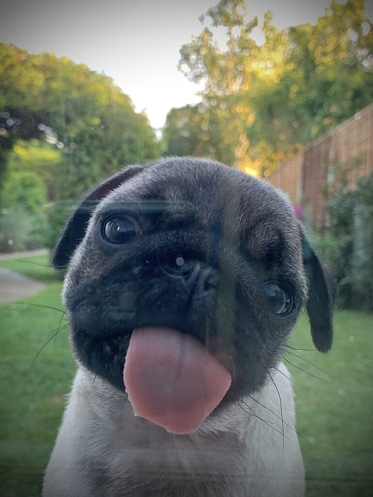 A young fawn pug on the other side of a glass door. She’s licking the window making her tongue look all flat and way too big for her tiny head. In the background is a garden. 