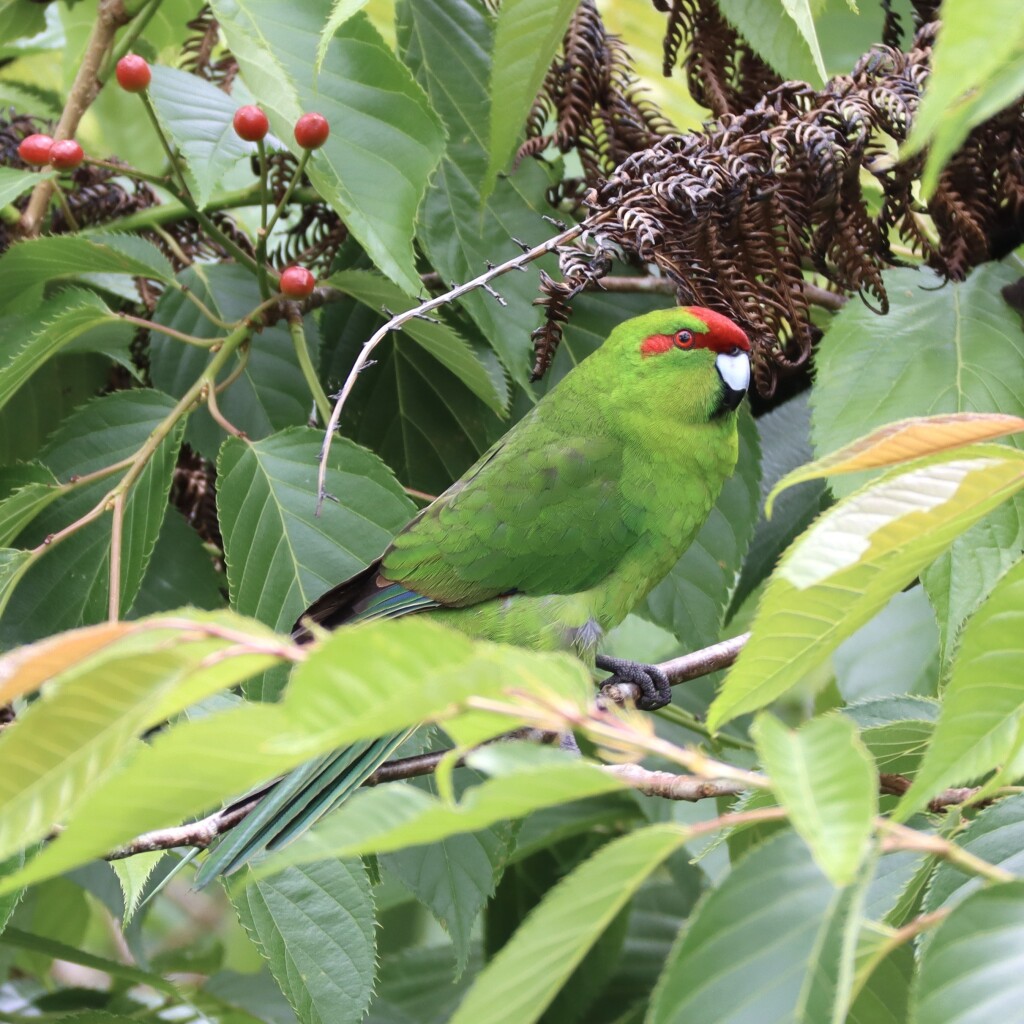 A kākāriki (red-crowned parakeet) in a cherry tree. It is a vivid green parrot about half again bigger than a budgie, with a bright red patch on its head. It is looking at the camera.
