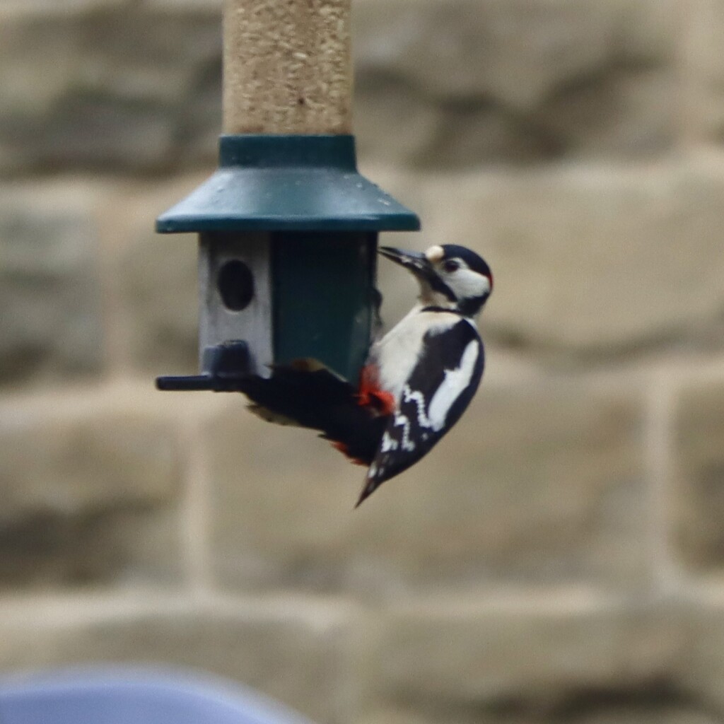A photo of a woodpecker hanging onto the bottom of a green birdfeeder. Behind is the stone wall of a house.