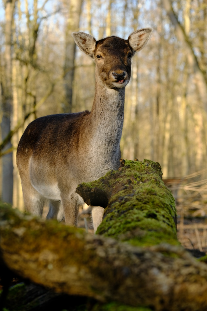 Portrait of a deer. You can see its tongue!