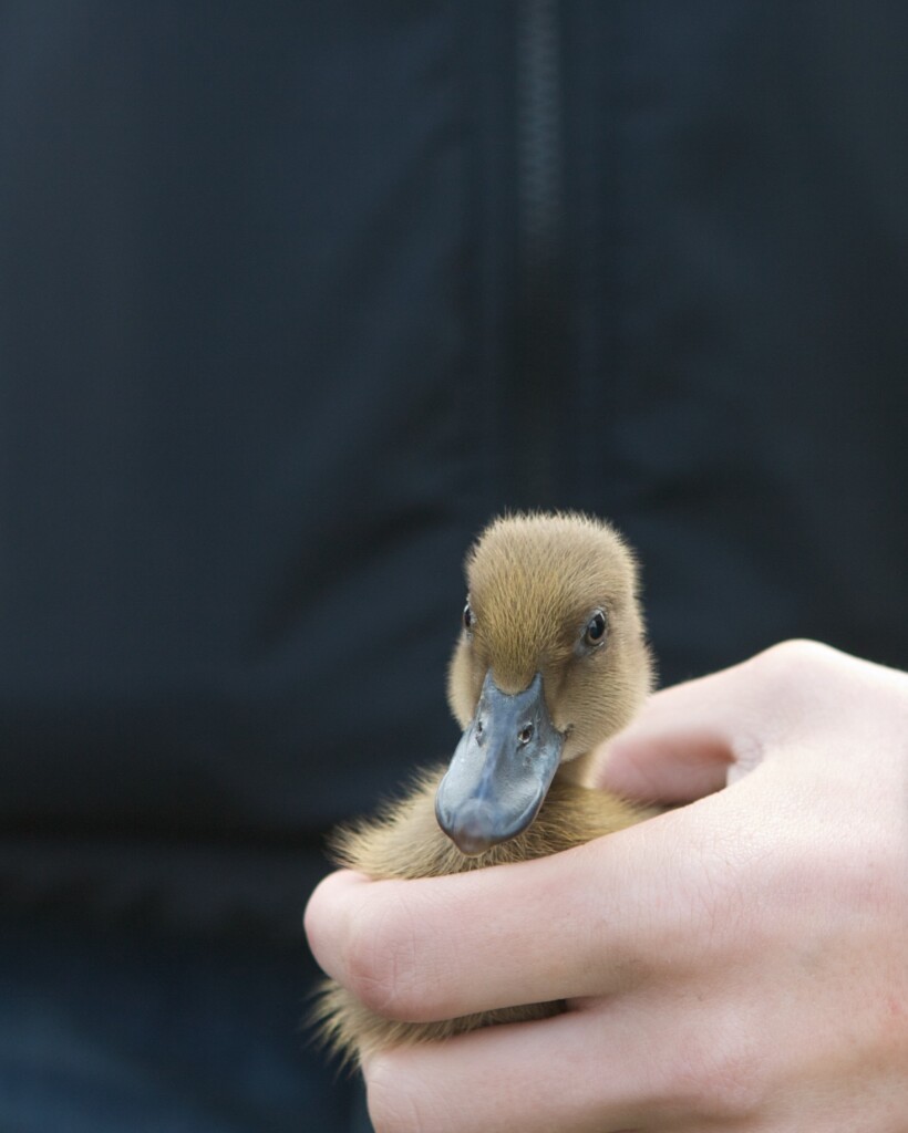 Photograph of a duckling held in a person’s hand.