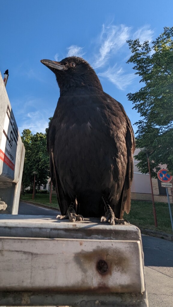 Photo: close-up of a carrion crow chilling on a metal fence in the late afternoon sun in front of a clear blue sky. the way she's sitting on her feet makes her look like a penguin and she's clearly relaxed.