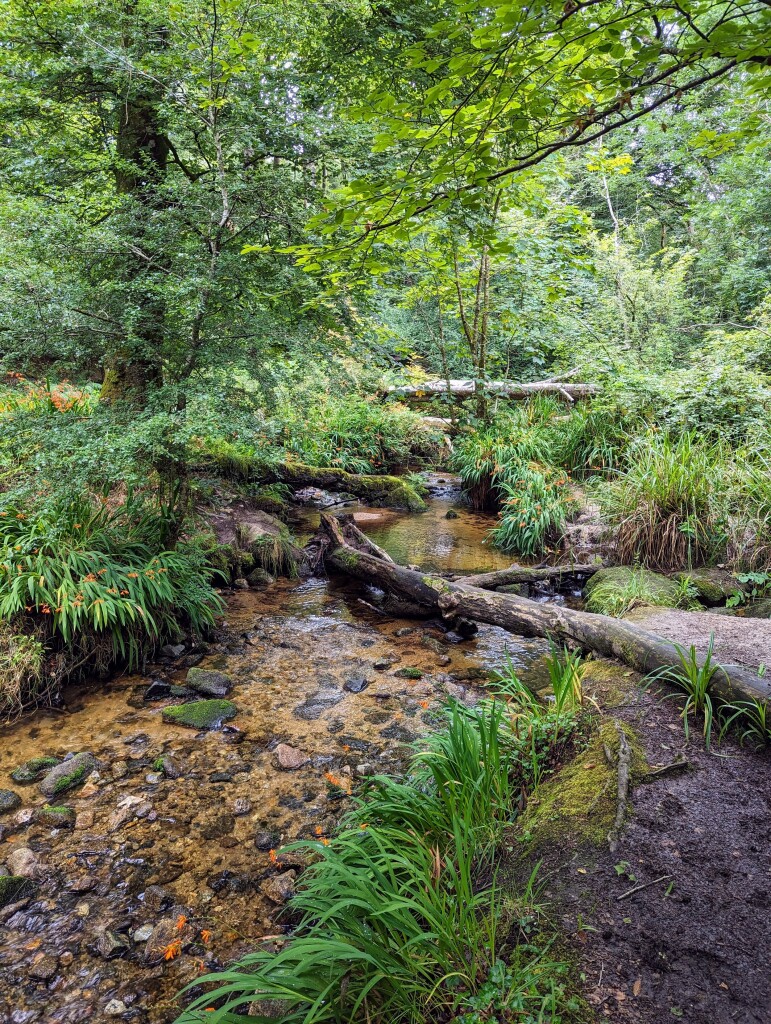 A woodland stream with tree trunks fallen across it, providing a bridge.