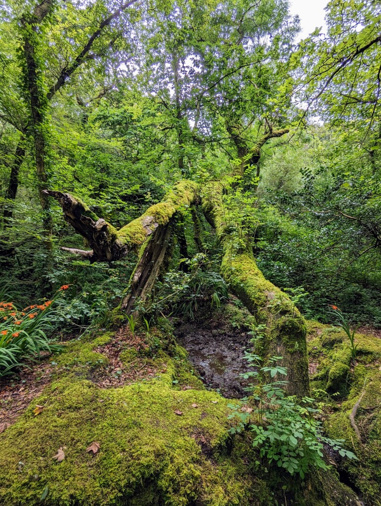 Moss-covered tree trunks and ground in a woodland setting.