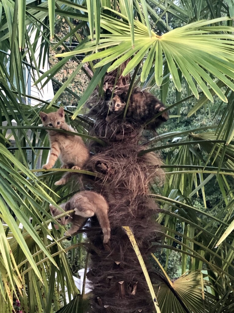 Three kittens climbing on a windmill palm tree. 
