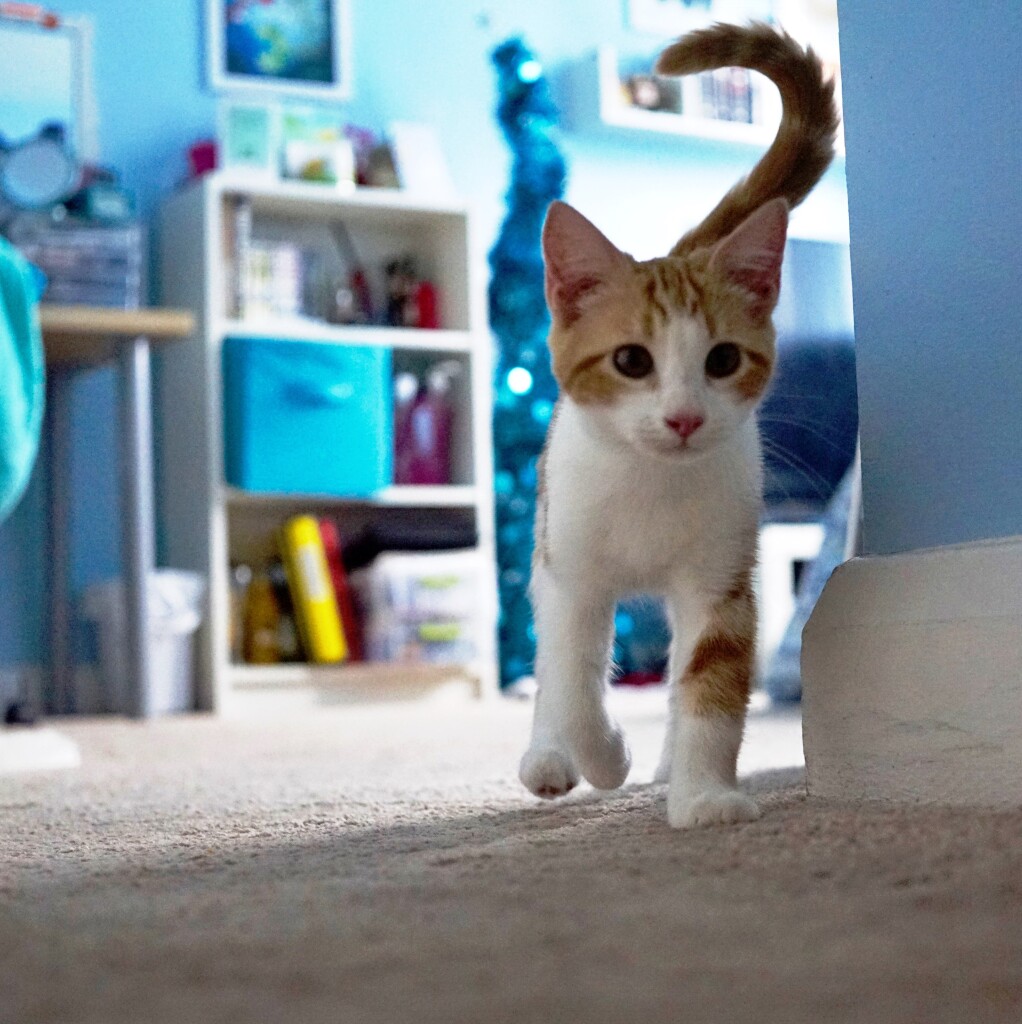 A marmalade tabby kitten walking out of a room full of contrasting blue and white furnishing and walls with her tail curled up in a question mark shape. 