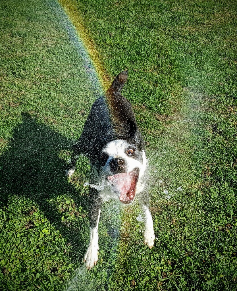 Boston Bull snapping at a stream of water from a hose. Water droplets are frozen in the air all around him and the sunlight through the mist has resulted in a rainbow unicorn horn emanating from his forehead.