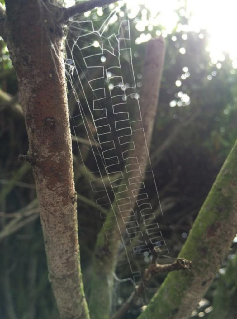 A spider web that consists of regular rectangular zig zags like the border on a Roman robe. 