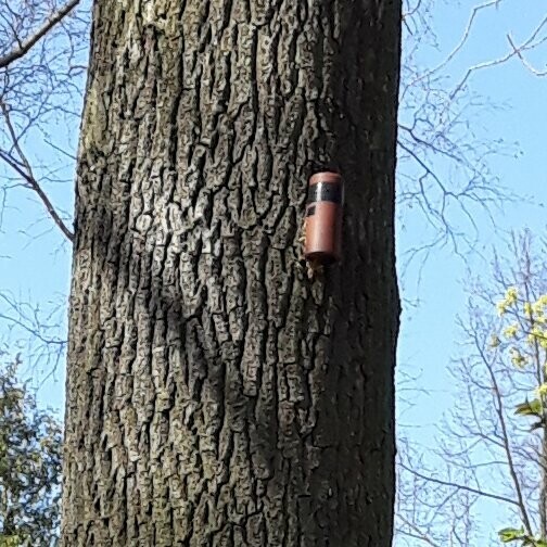 The tree and camera glued to the tree