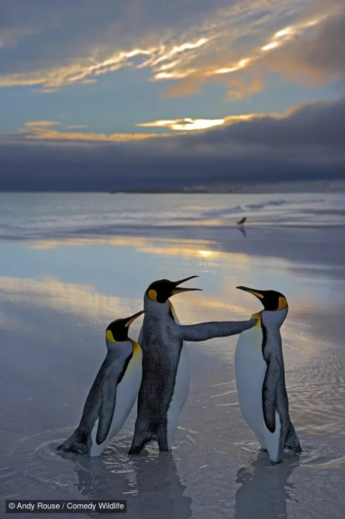 photo by Andy Rouse of three penguins. one is standing proudly facing the other two, one of whom has their beak open and a wing on the chest of the first bird as if to praise them