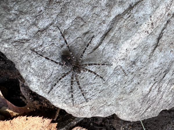 A medium sized spider on a rock with long striped legs. 