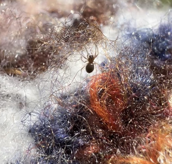 Close up of a fuzzy sweater A tiny shiny brown spider climbs the fibers. 