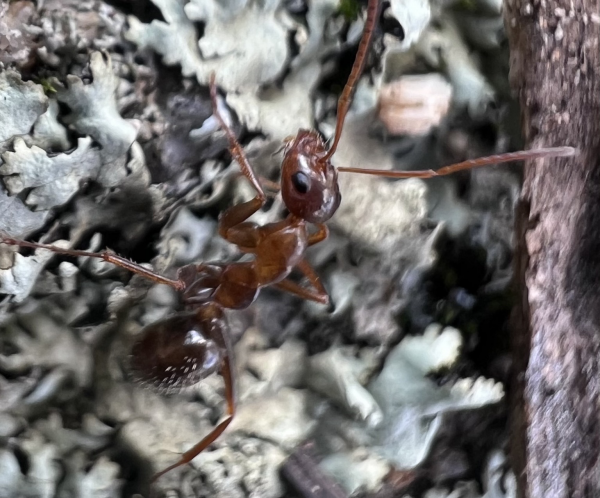 A field ant on the lichen. 