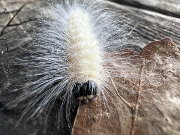 A white caterpillar with long impressive fuzz and a shiny black face. 