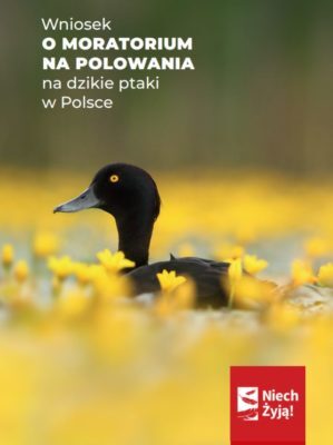 Moratorium | Niech Żyją!