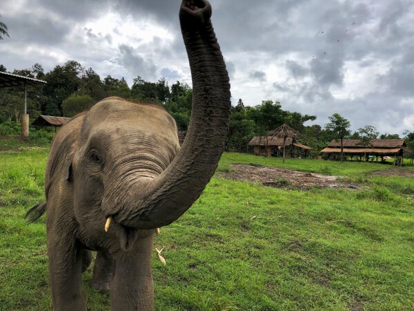 A baby elephant with its trunk raised stands on a grassy field, with trees and rustic huts in the background under a cloudy sky.