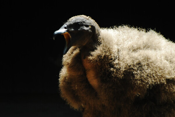 Very fluffy looking andean condor at 6 weeks. It's standing against a dark background and lit in a very shadowy way as it stands with its mouth open, looking like it's yelling