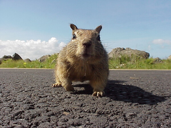 a ground squirrel running straight at the camera