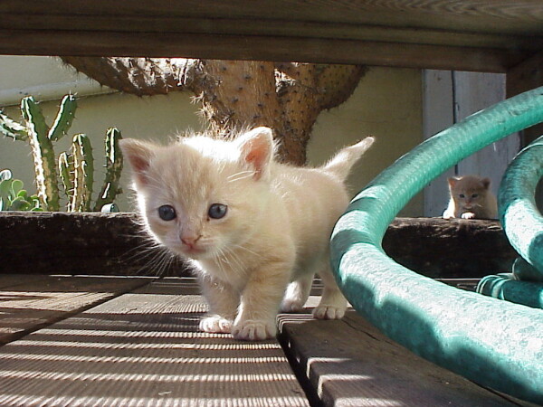 two kittens exploring a back yard