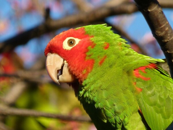 a parrot looking right at the camera