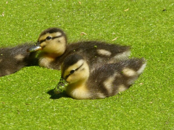 two ducklings floating in duckweed