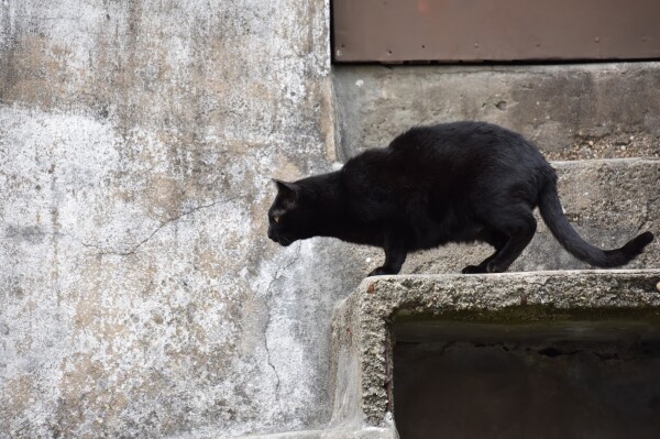 Penny, a black cat, ready for a jump. She's on concrete stairs, watching.