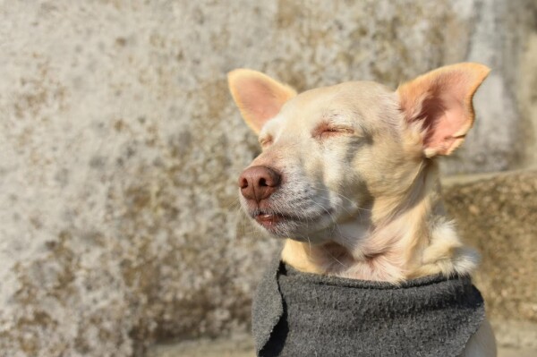 Auri, a beige dog, with a gray shirt. Her eyes are closed as she takes in the winter sun.