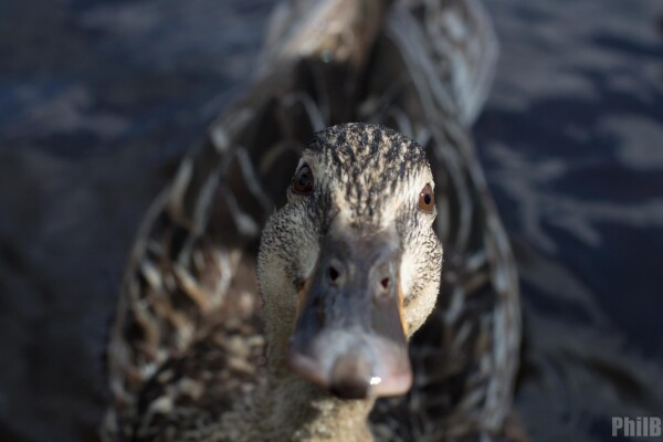 A close up photo taken of a wild female duck sat in water, with the duck looking inquisitively directly into the lens.

Due to the lens used there is an extremely shallow depth of field, with only her eyes and forehead entirely in focus - even the beak is so close so as to be blurring into the foreground.