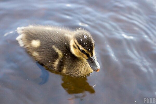A photo taken of a duckling, perhaps a few weeks old at most, paddling slowly through water. It's down is all browns and yellows. Having just been splashed by a sibling, there are droplets of water beaded on it's head and smaller droplets on it's body.