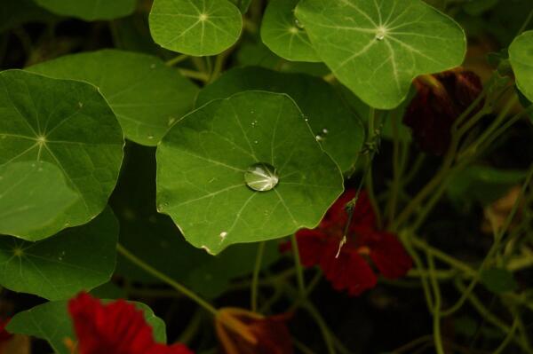 Les feuilles vertes d’un petit parterre de fleurs. Une grosse goutte d’eau est en équilibre au centre de la feuille principale.