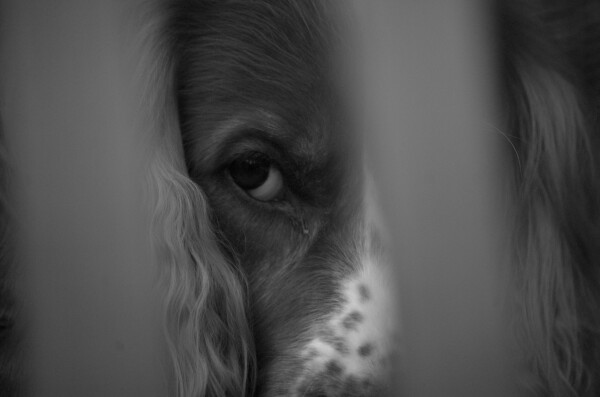 a black and white photo of a red cocker spaniel looking at the viewer from between some wooden slats. you can only see one eye and he doesn't look too happy (because it's raining outside)