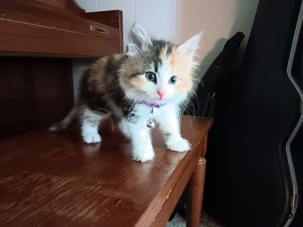 A floofy calico kitten stands on a piano bench