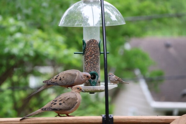 Two doves at a bird feeder looking at a chipping sparrow.