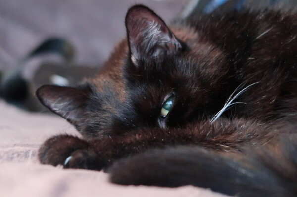 Close up of a black cat lying down. There are visible brown patches on his fur. Cat is slightly curled, so, from front to back there is tail, paw and head. The head is tilted. One visible eye is slightly opened. The whiskers are white. The background is blurred, in brown and gray colours. 