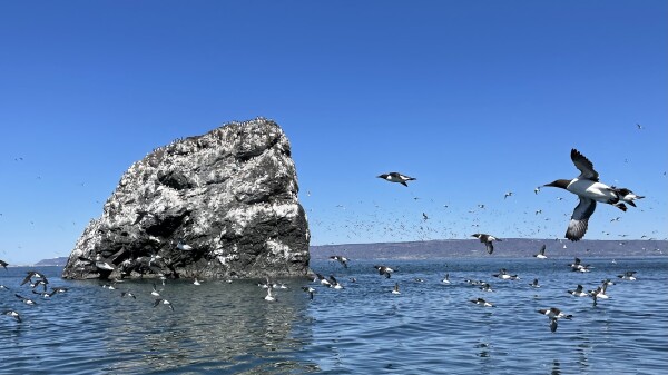 A small, rocky island in the sea, against a clear blue sky. The rock is spattered white with bird droppings. A whole flock of birds are flying around it, one of them posed mid-flight.