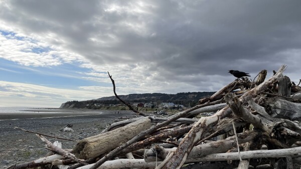 A grey, rocky beach, strewn with driftwood. Ominous dark clouds are gathering in the sky. From one of the piles of driftwood, some kind of corvid is cawing at the universe.